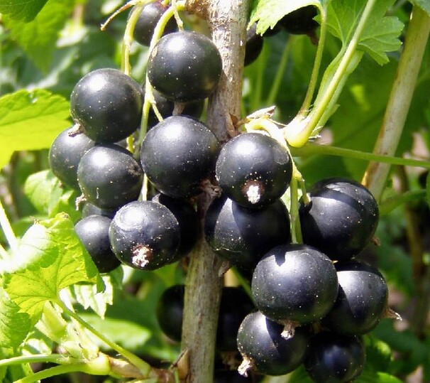 Смородина черная Литвиновская (Оливас)