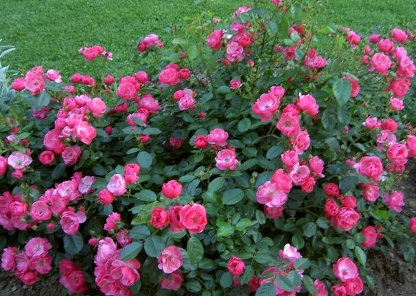Роза Angela, розово-малиновый, флорибунда, Kordes