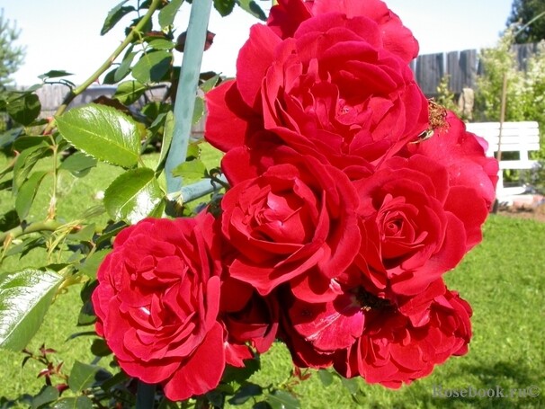 Роза Sympathie, красный, плетистая, Kordes